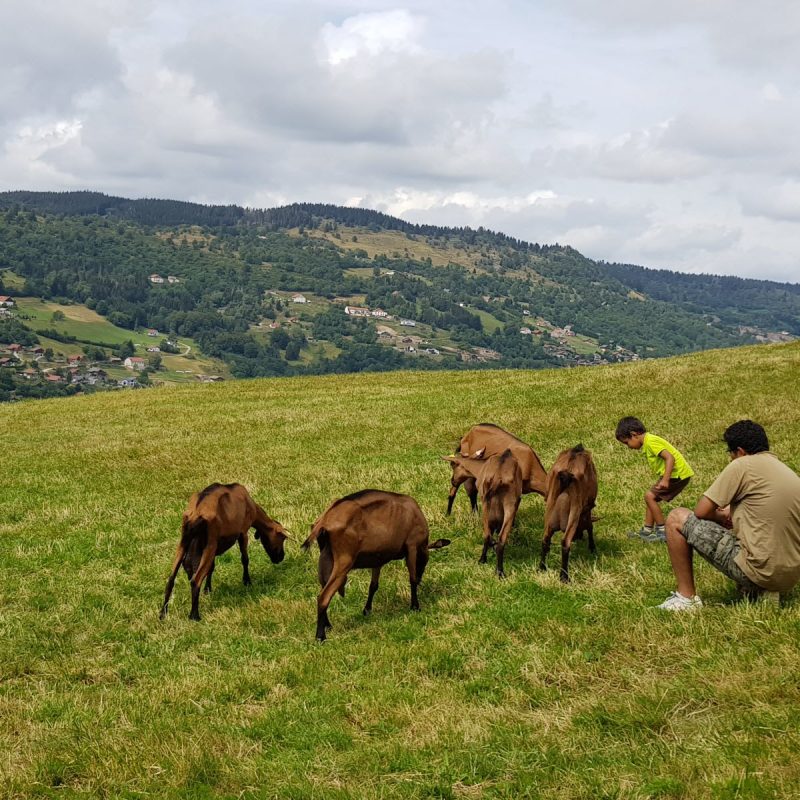 chevrerie-du-brabant